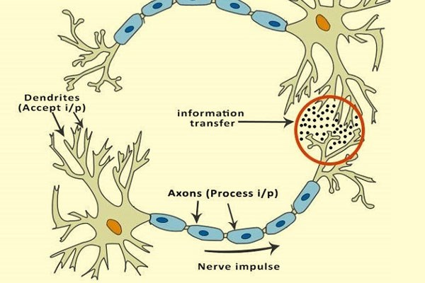 Cấu trúc cơ bản của mạng nơ ron nhân tạo ANN